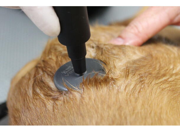 INDIBA Animal Health AH-100 Clinic 65W
