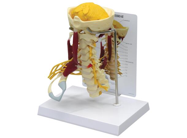 3B Deluxe Cervical Columna Med Muskler