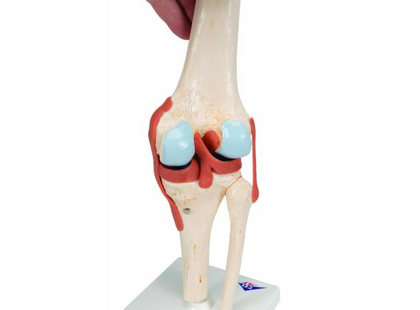 3B Functional Human Knee Joint Ligaments & Marked Cartilage