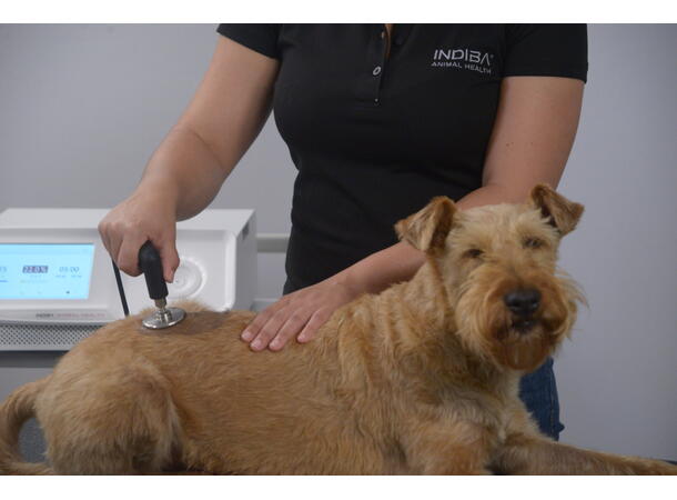 INDIBA Animal Health AH-100 Mobile 65W
