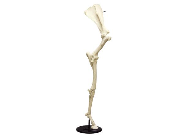 Hest Forben m/ Scapula 