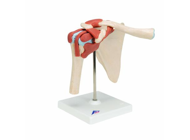 3B Deluxe Functional Shoulder Joint Physiological Movable