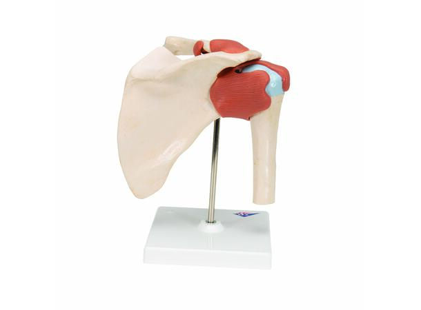 3B Deluxe Functional Shoulder Joint Physiological Movable