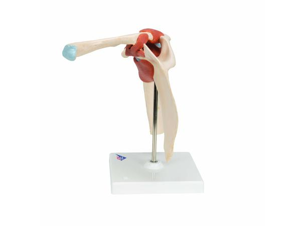 3B Deluxe Functional Shoulder Joint Physiological Movable
