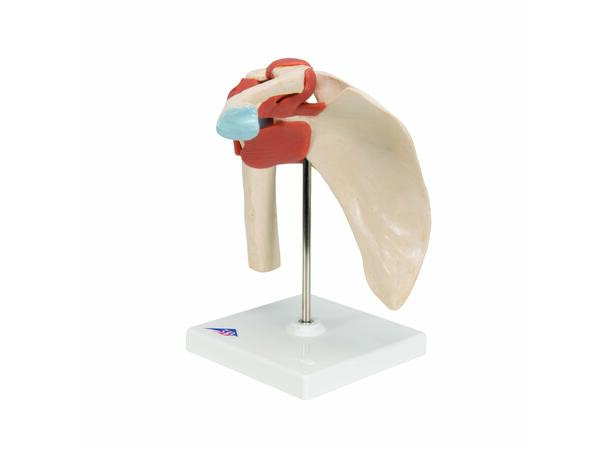 3B Deluxe Functional Shoulder Joint Physiological Movable