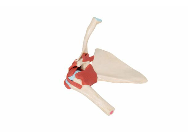 3B Deluxe Functional Shoulder Joint Physiological Movable