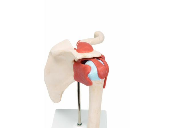 3B Deluxe Functional Shoulder Joint Physiological Movable