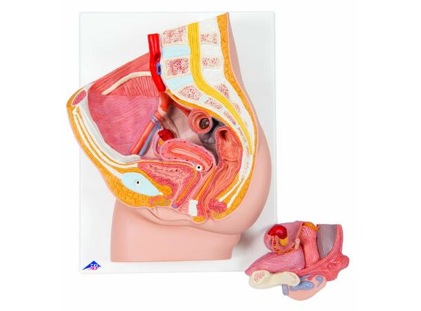 3B Female Pelvis in Median Section 2 Part