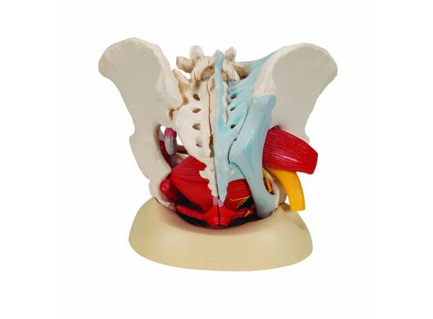 3B Human Female Pelvis