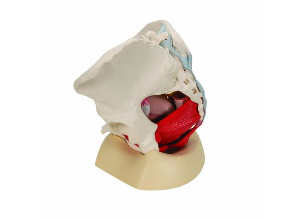 3B Human Female Pelvis