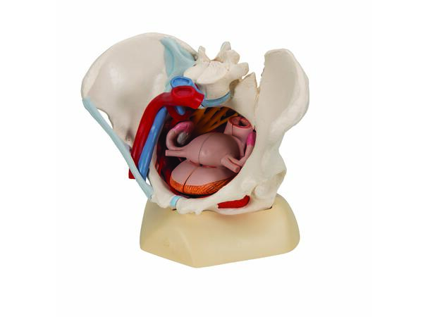 3B Human Female Pelvis