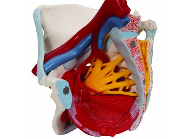 3B Human Female Pelvis