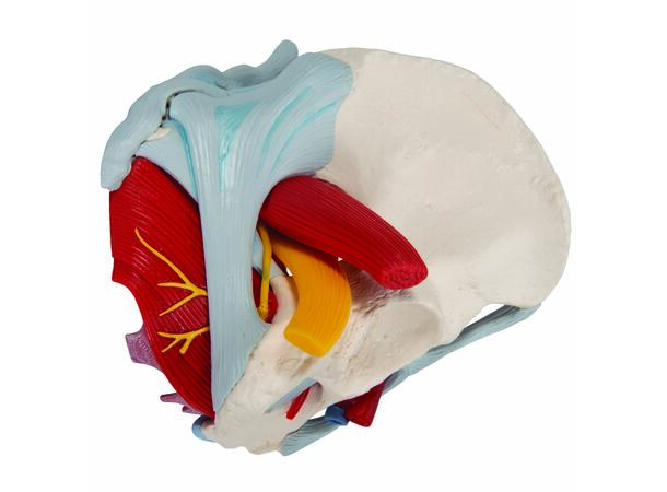 3B Human Female Pelvis
