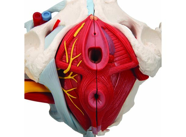 3B Human Female Pelvis