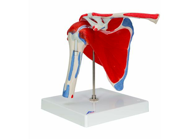3B Shoulder Joint With Rotator Cuff 5 part