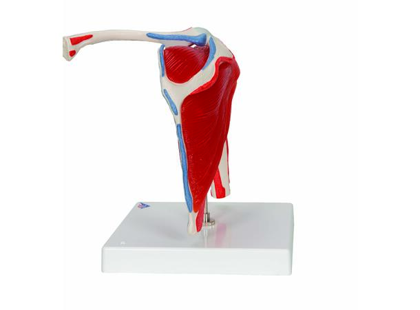 3B Shoulder Joint With Rotator Cuff 5 part