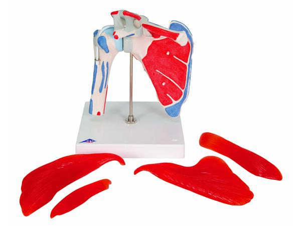3B Shoulder Joint With Rotator Cuff 5 part