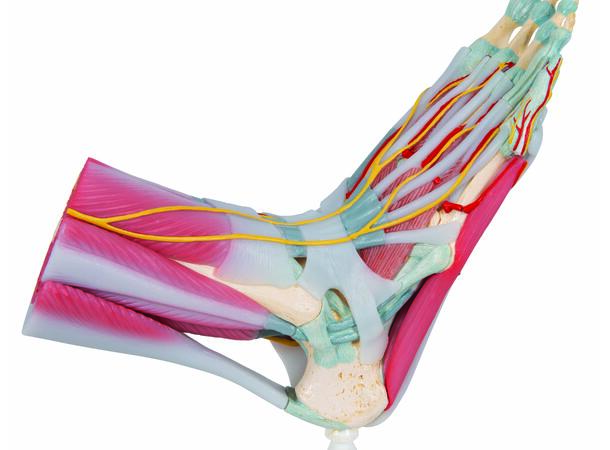 3B Fotskjelett m. Muskler og Ligamenter