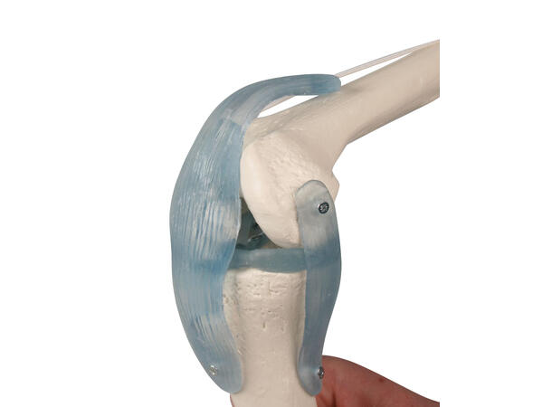 Kne m. ligament og stativ 4552