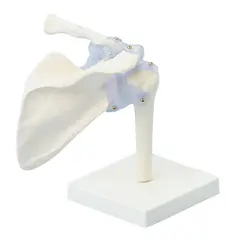 Skulder m. ligament og stativ 4550