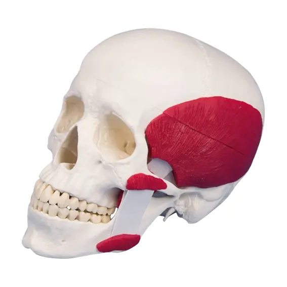 Hodeskalle m. Tyggemuskler 4512 