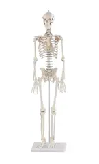 Mini-Skjelett Patrick