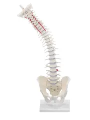 Ryggs&#248;yle m/ Hofte