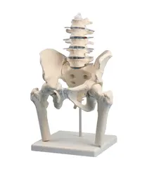 Ryggs&#248;yle m bekken og l&#229;rbein 4045