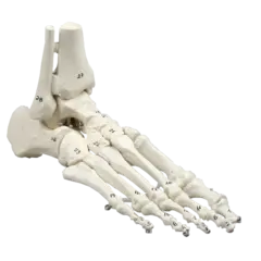 Skjelett av fot m. tibia og fibula 6057 Fleksibel og nummreret.