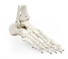 Skjelett Fot m. Tibia &amp; Fibula Nummerert