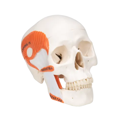 3B TMJ Hodeskalle m. tyggemuskler 2 deler