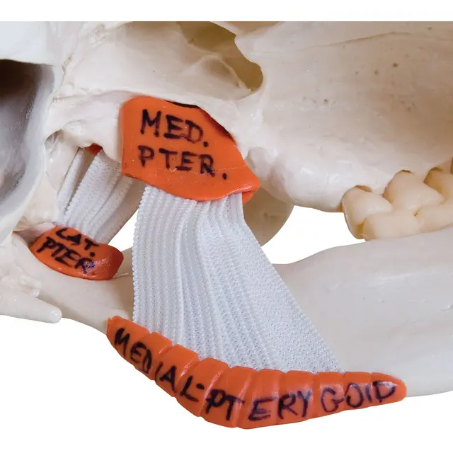 3B TMJ Hodeskalle m. tyggemuskler 2 deler 