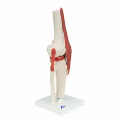 Funksjonelt Kneledd Life-Size Modell
