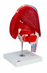 3B Hofteledd m/ Avtagbare Muskler 7 Deler