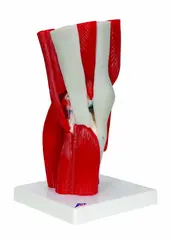 3B Knee Joint with Removable Muscles 12 parts