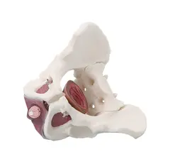 Mannlig Bekken m. Bekkenbunnsmuskulatur