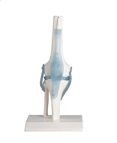 Kne m. ligament og stativ 4552