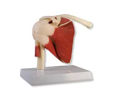 Skulder m. stativ 4661