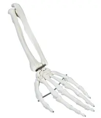 H&#229;ndskjelett 6008