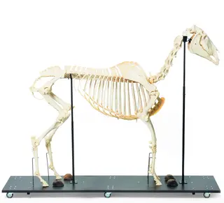 3B Hest Skjelett