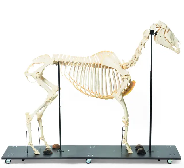 3B Hest Skjelett 
