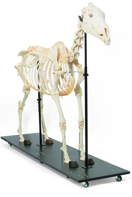 3B Hest Skjelett 
