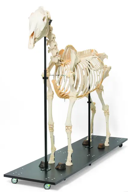 3B Hest Skjelett 