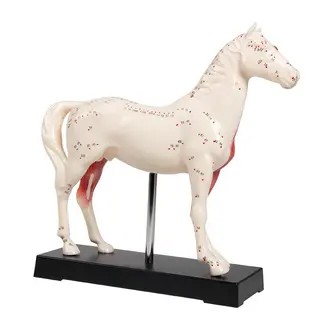 Hest Akupuntur