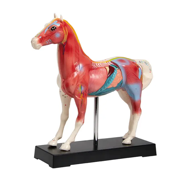 Hest Akupuntur 