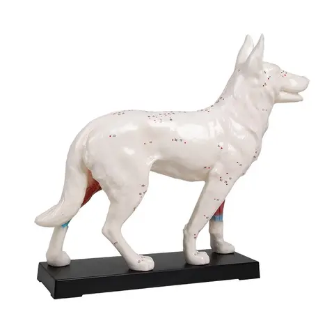 Hund Akupunktur