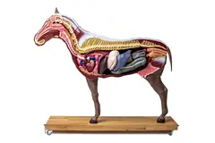 Hest 16 Deler 1/3 Naturlig St&#248;rrelse Hoppe