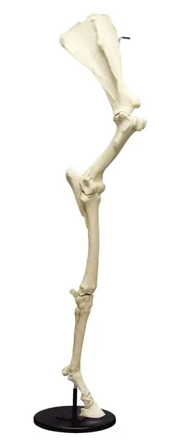 Hest Forbein m/ Scapula 