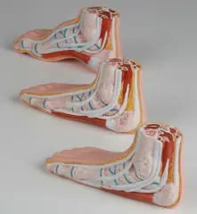 Miniatyrsett Fot M233